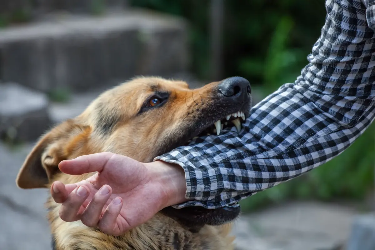 Dog Bites